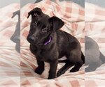 Small Photo #2 Labrador Retriever-Unknown Mix Puppy For Sale in Greenville, IL, USA