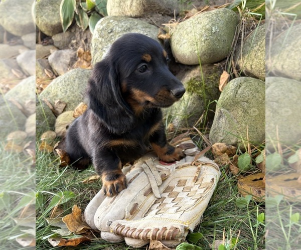 Medium Photo #5 Dachshund Puppy For Sale in MIDDLEBURY, IN, USA
