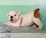 Small Photo #2 Bulldog Puppy For Sale in LITTLEROCK, CA, USA