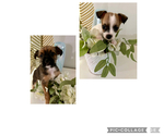 Small Morkie