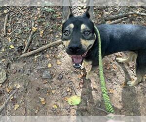 German Shepherd Dog Dogs for adoption in Charlotte, NC, USA