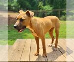 Small Photo #4 Black Mouth Cur-Boxer Mix Puppy For Sale in Greenville, SC, USA
