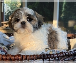 Shih Tzu Dog for Adoption in NOBLESVILLE, Indiana USA