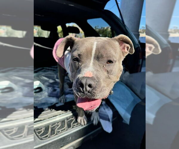 Medium Photo #12 American Staffordshire Terrier-Unknown Mix Puppy For Sale in Lake Forest, CA, USA