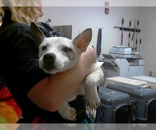 Medium Photo #1 American Pit Bull Terrier-Siberian Husky Mix Puppy For Sale in Fayetteville, NC, USA