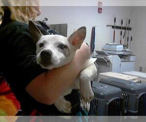 American Pit Bull Terrier-Siberian Husky Mix Dogs for adoption in Fayetteville, NC, USA