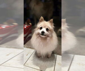Pomeranian Dogs for adoption in Aurora, IN, USA
