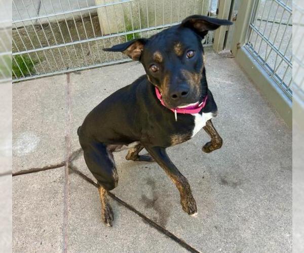 Medium Photo #1 Rottweiler-Unknown Mix Puppy For Sale in Martinez, CA, USA