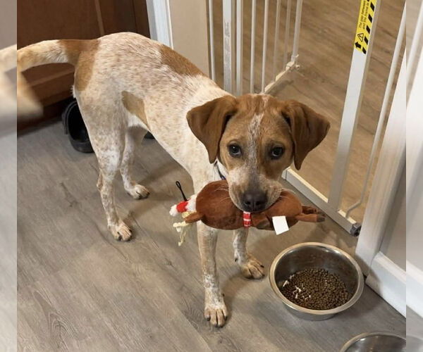 Medium Photo #3 Red Heeler-Unknown Mix Puppy For Sale in Columbus, IN, USA