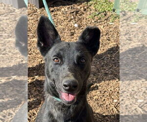 Holland Shepherd-Unknown Mix Dogs for adoption in Imlay City, MI, USA