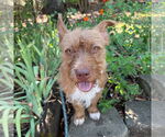 Small #4 Mutt