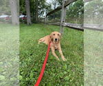Small #1 Golden Retriever
