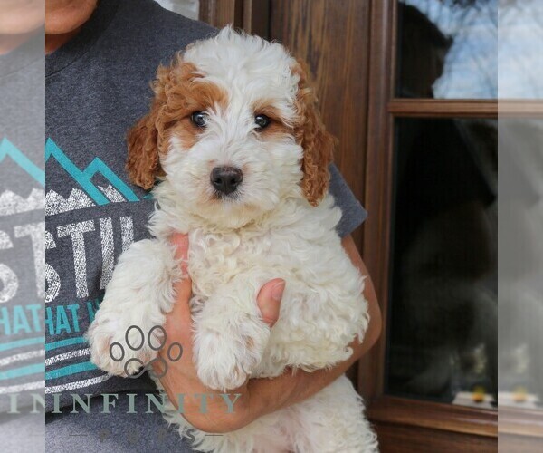 Medium Photo #2 Goldendoodle (Miniature) Puppy For Sale in NARVON, PA, USA