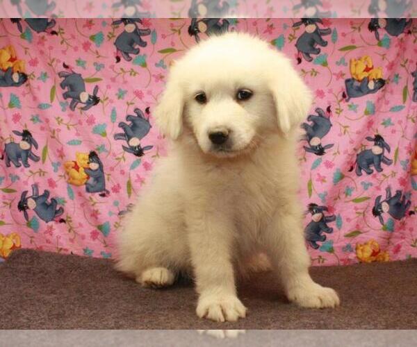 Medium Photo #2 Great Pyrenees Puppy For Sale in SHAWNEE, OK, USA