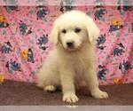 Small Photo #2 Great Pyrenees Puppy For Sale in SHAWNEE, OK, USA