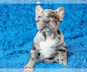 French Bulldog Puppy for sale in BOSTON, MA, USA