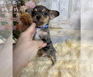 Chihuahua Puppy for Sale in TRACY, California USA