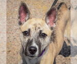 Small Basenji-Boxer Mix