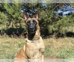Mother of the Belgian Malinois puppies born on 09/25/2019