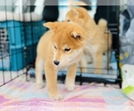 Small Photo #5 Shiba Inu Puppy For Sale in FREMONT, CA, USA