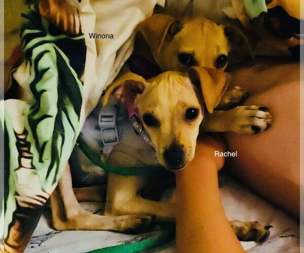 Medium Photo #29 Jack Chi Puppy For Sale in Princeton, MN, USA