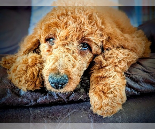 Medium Photo #9 Poodle (Standard) Puppy For Sale in GORDONSVILLE, VA, USA