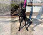 Small #2 Greyhound