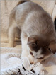 Small Photo #5 Siberian Husky Puppy For Sale in CENTERBURG, OH, USA