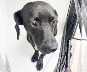 Labrador Retriever-Unknown Mix Dogs for adoption in Houston, TX, USA