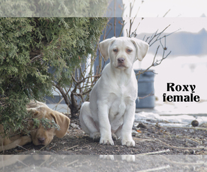 Labrador Retriever Puppy for sale in CLARE, MI, USA