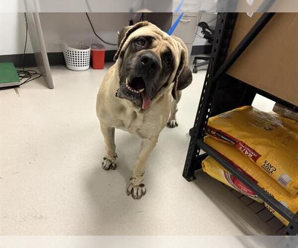 Medium Photo #1 Mastiff Puppy For Sale in Corona, CA, USA
