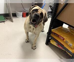 Mastiff Dogs for adoption in Corona, CA, USA