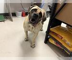 Small Mastiff