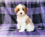 Small #5 Cavapoo (Miniature)