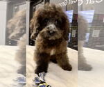 Small #1 Cockapoo