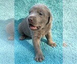Small Photo #6 Labrador Retriever Puppy For Sale in HOLLY SPRINGS, NC, USA