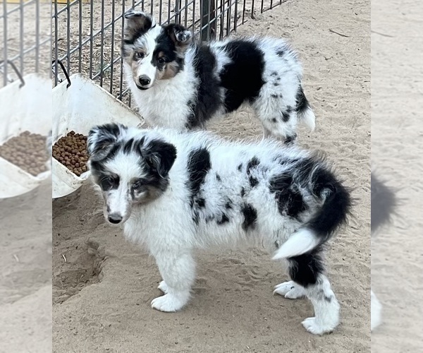 Medium Photo #13 Shetland Sheepdog Puppy For Sale in FORT MORGAN, CO, USA