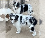 Small #12 Shetland Sheepdog