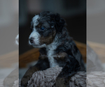 Small Photo #4 Miniature Bernedoodle Puppy For Sale in SWAIN, NY, USA
