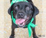 Small #3 Labrador Retriever