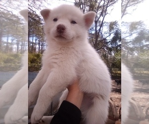 Siberian Husky Puppy for sale in FLORENCE, SC, USA