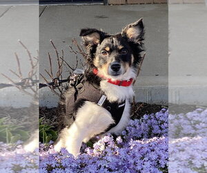 Mutt Dogs for adoption in Mundelein, IL, USA