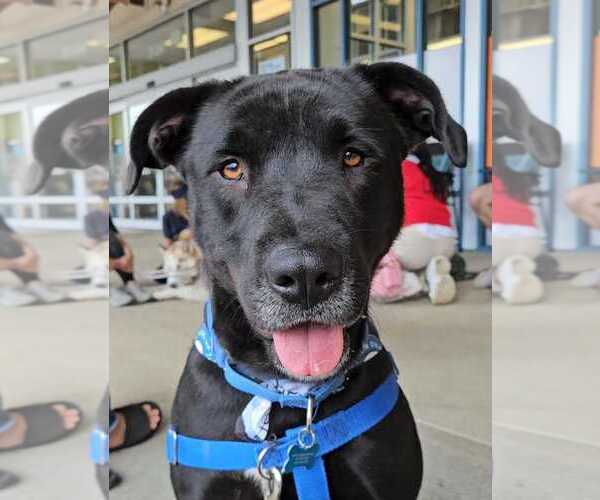 Medium Photo #23 Labrador Retriever-Unknown Mix Puppy For Sale in Bethesda, MD, USA