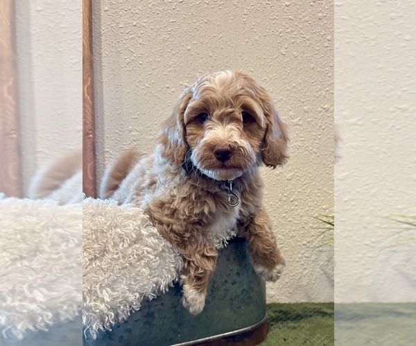 Medium Photo #5 Whoodle (Miniature) Puppy For Sale in DOSS, MO, USA