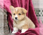 Small #4 Pembroke Welsh Corgi