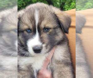 Australian Shepherd-Siberian Husky-Siberian Husky Mix Puppy for sale in TIVERTON, RI, USA