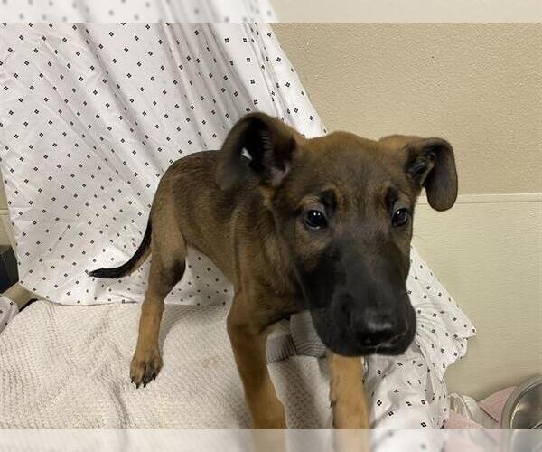 Medium Photo #1 Mutt Puppy For Sale in Modesto, CA, USA