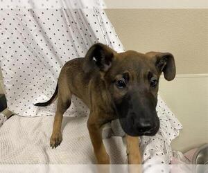 Mutt Dogs for adoption in Modesto, CA, USA