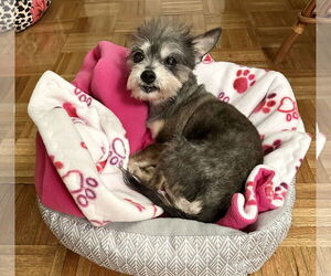 Mutt Dogs for adoption in Allentown,, PA, USA