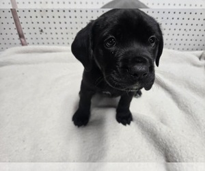 Cane Corso Puppy for sale in EAST HAMPTON, CT, USA